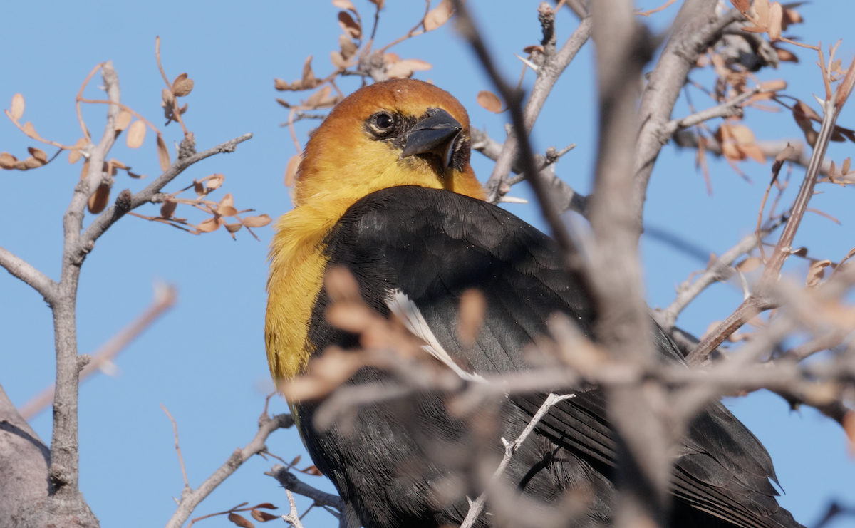 Yellow-headed Blackbird - ML294728821