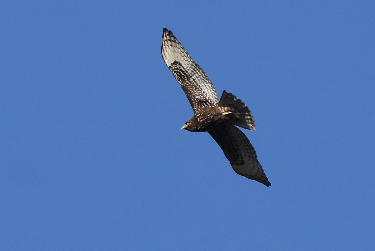 Red-tailed Hawk (Harlan's) - ML294731711
