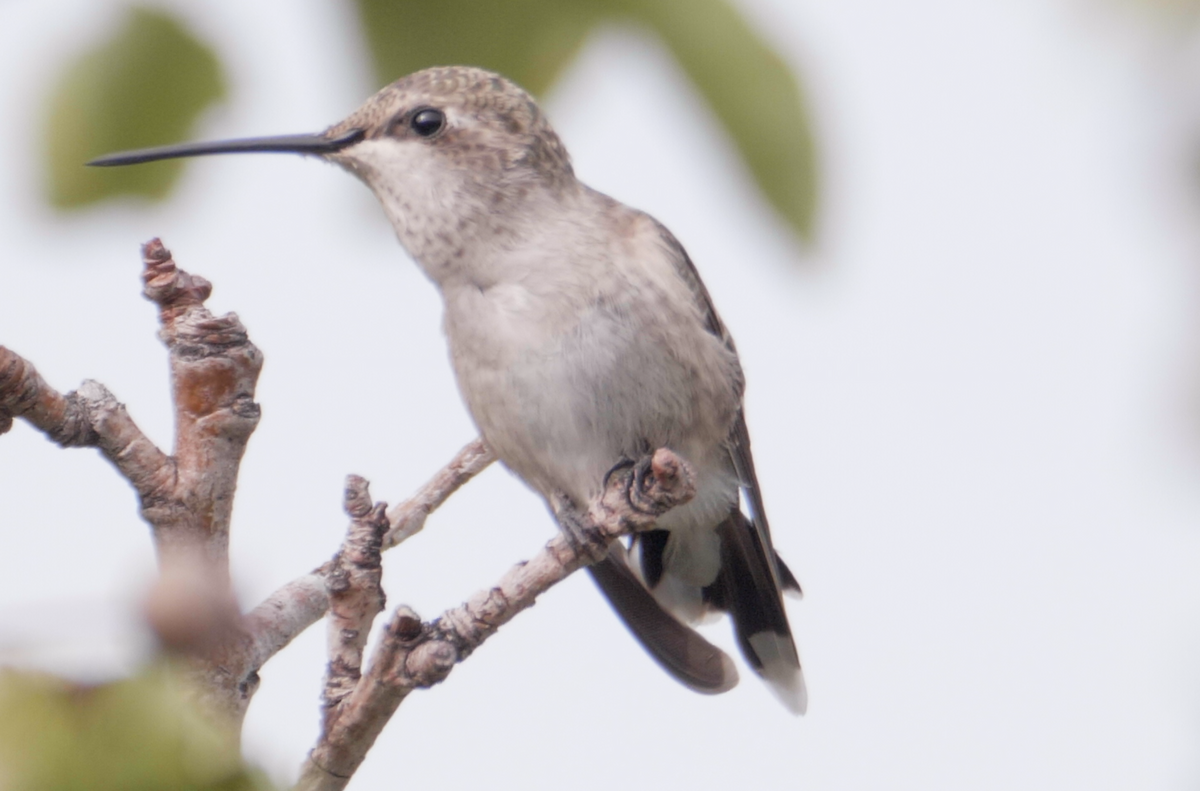 Black-chinned Hummingbird - ML294731941