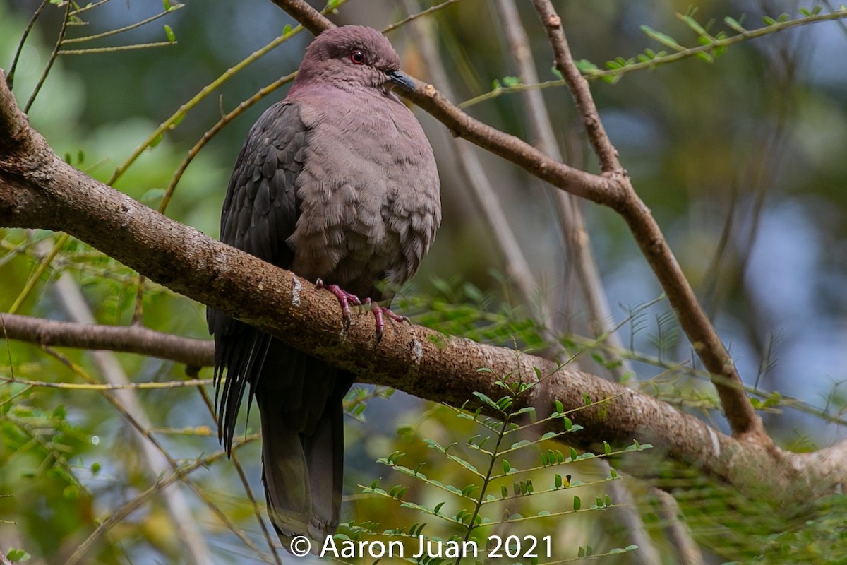 Short-billed Pigeon - Aaron Juan
