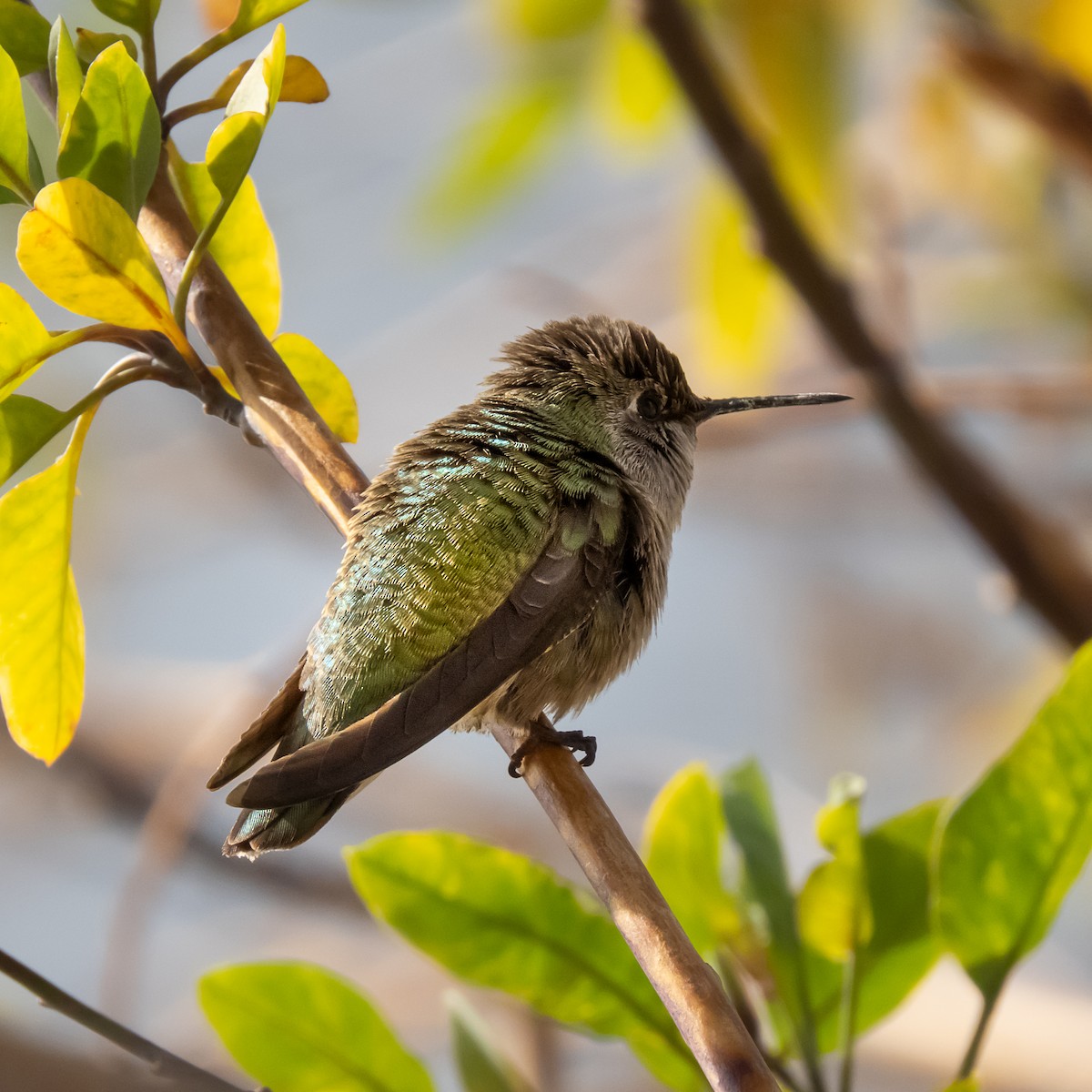 Anna's Hummingbird - ML294738711