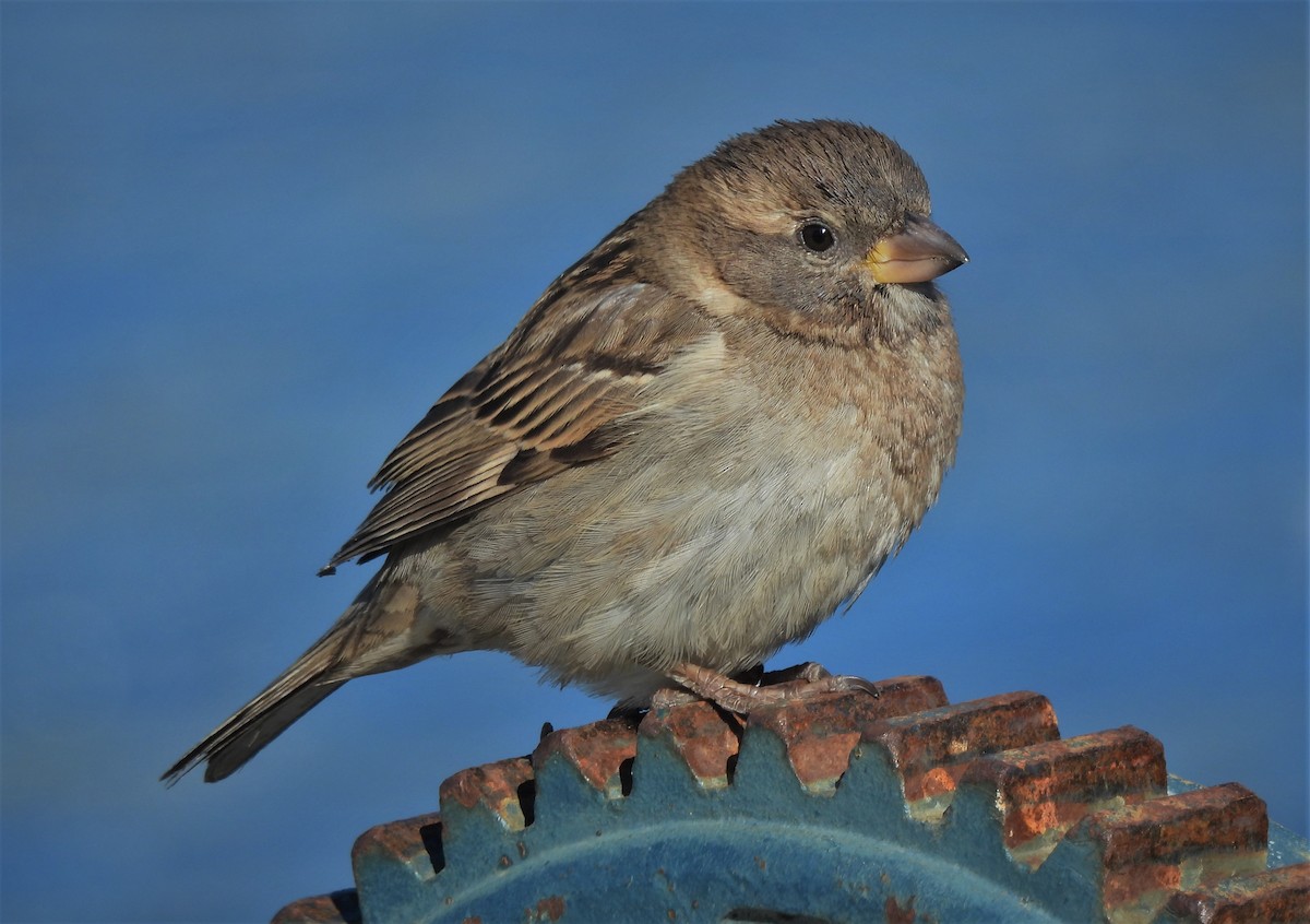House Sparrow - Bill Pelletier