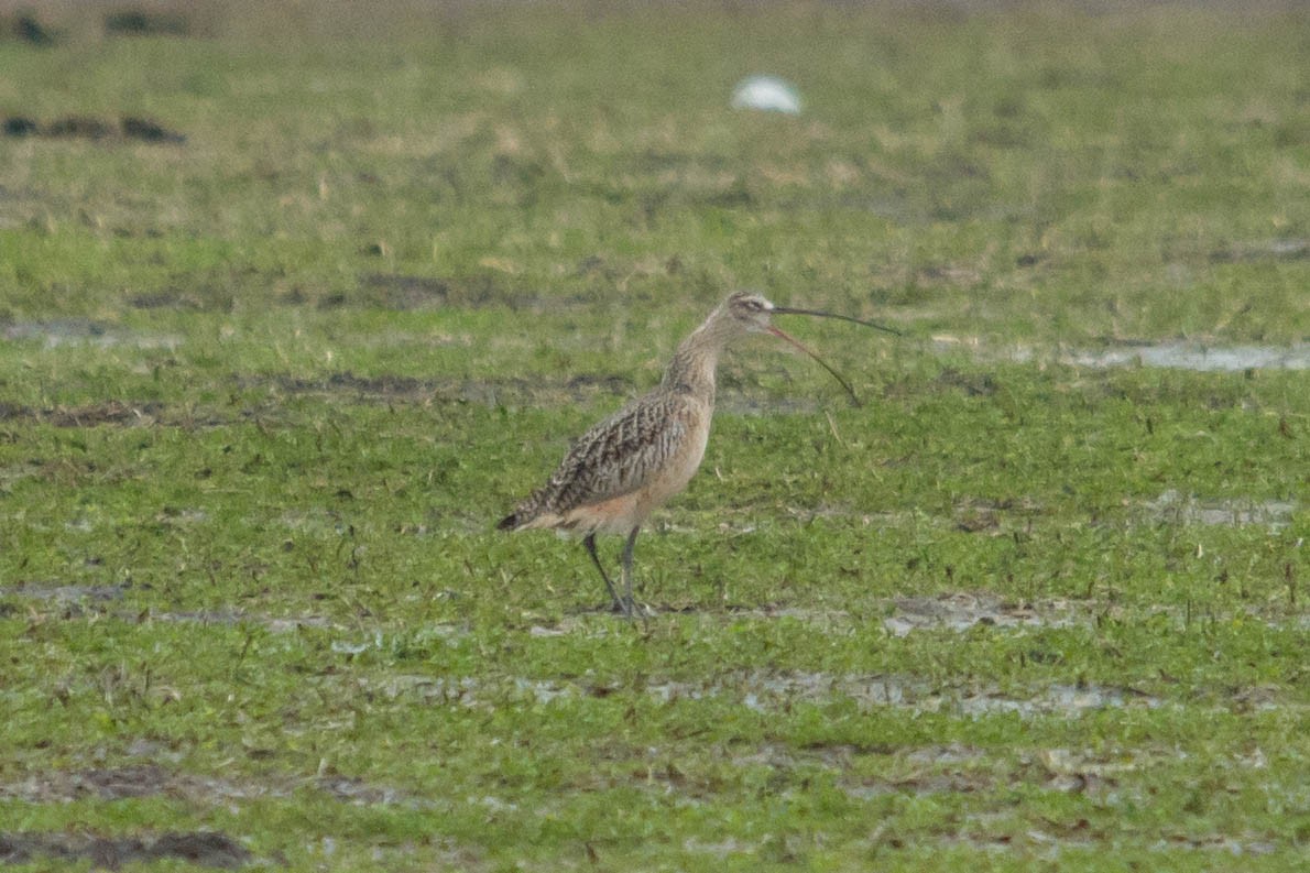 Long-billed Curlew - ML294741011