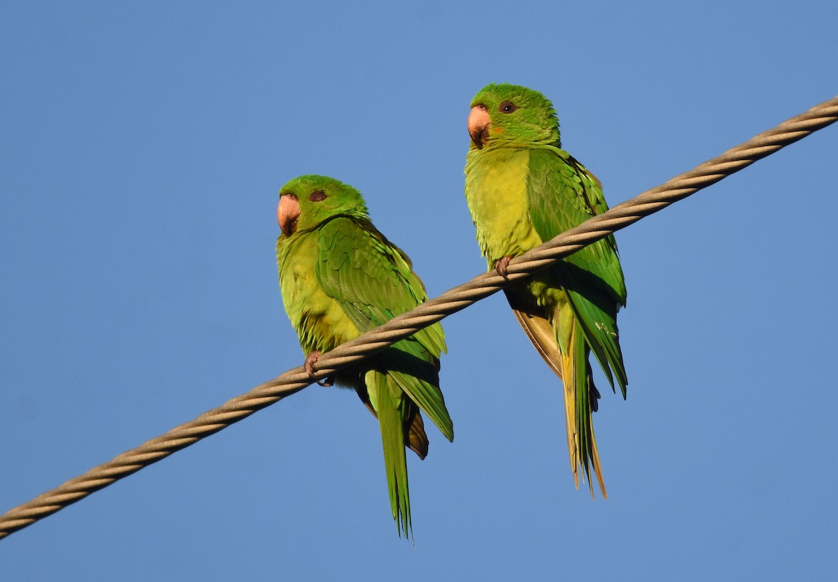 Green Parakeet - Christopher Lindsey