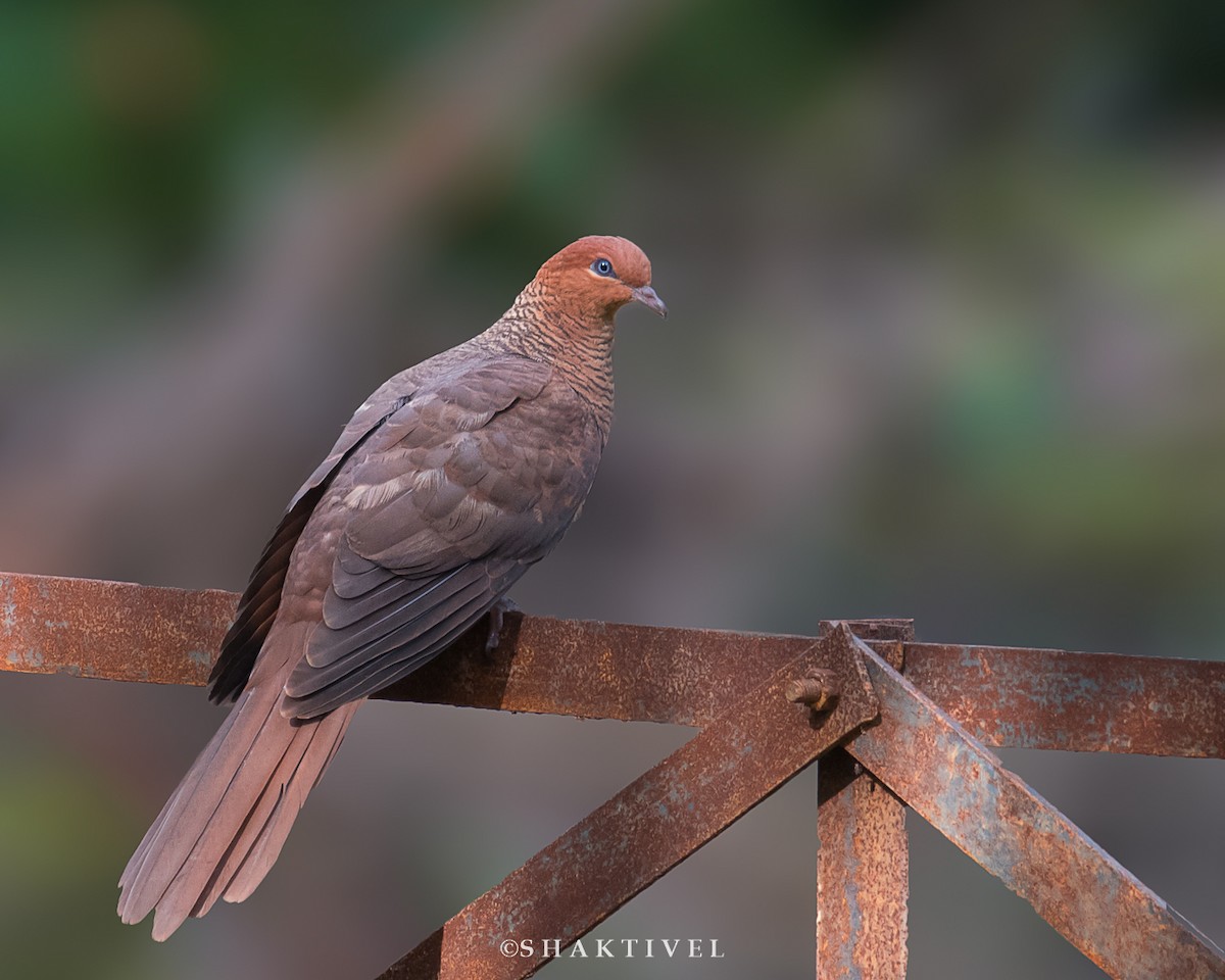 Andaman Cuckoo-Dove - ML294742671