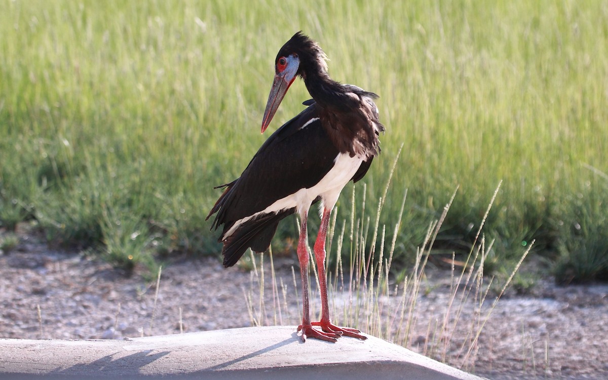 Abdim's Stork - Eero Rasi