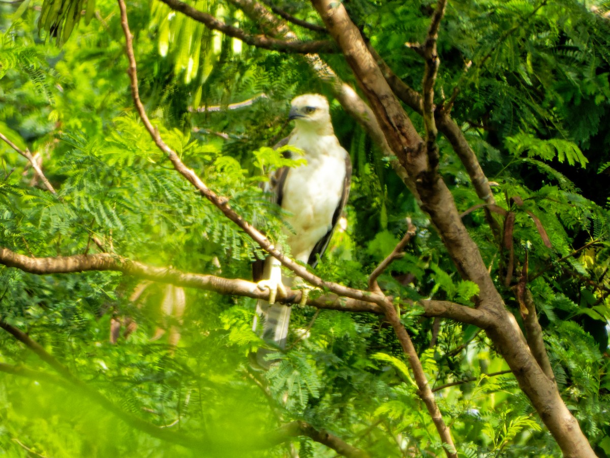 Philippine Hawk-Eagle - Ravi Iyengar