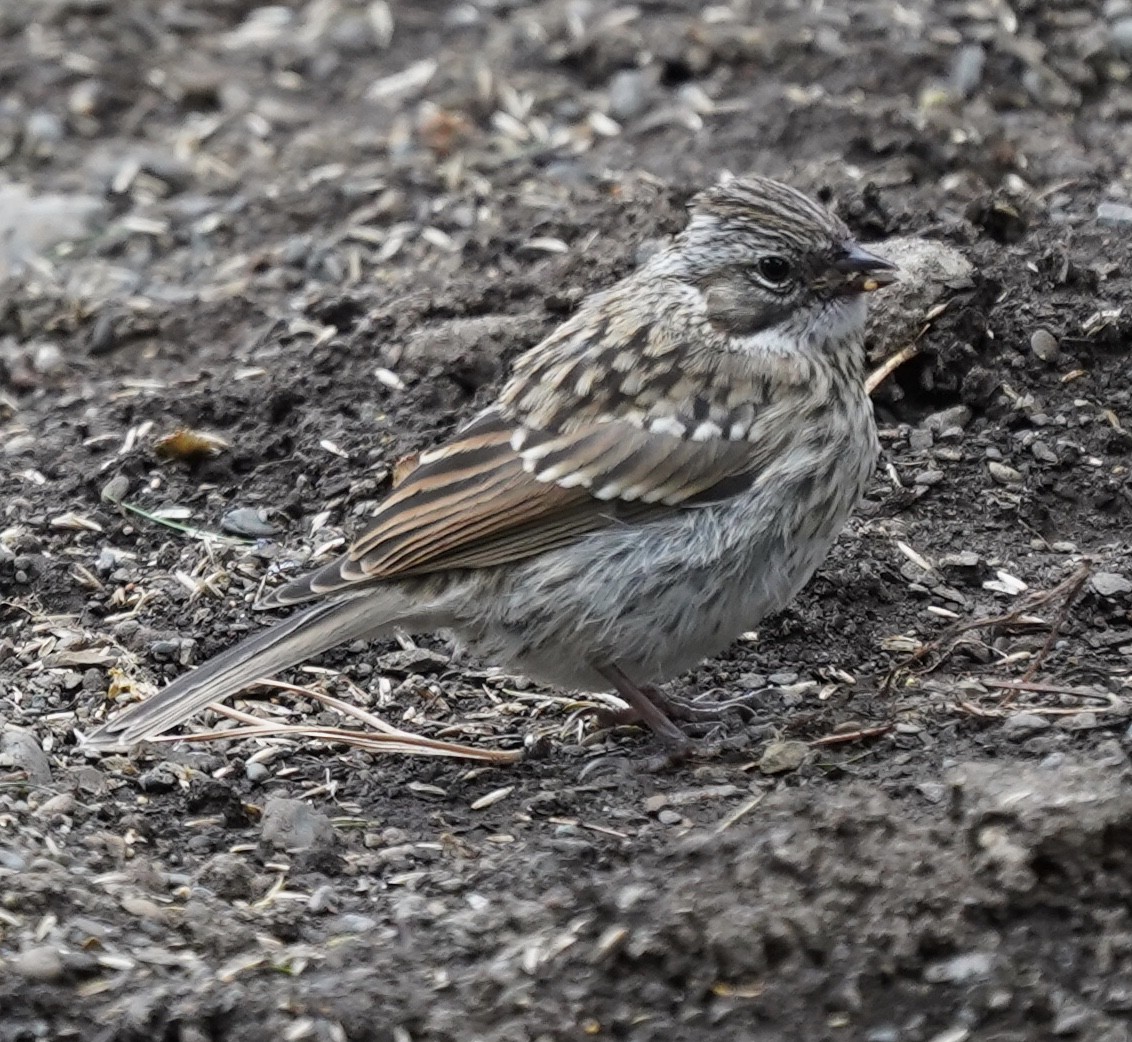 Rufous-collared Sparrow - ML294745191