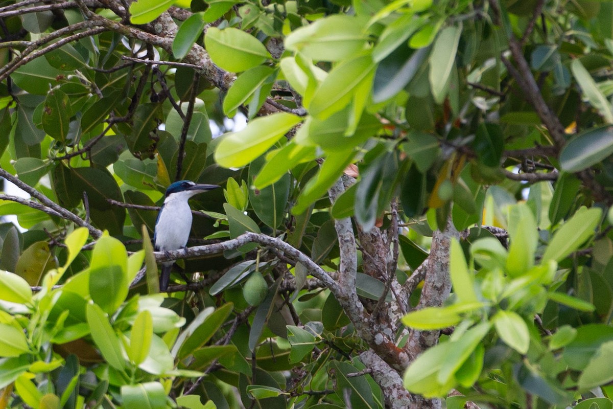 Pacific Kingfisher (Solomons) - ML294745641