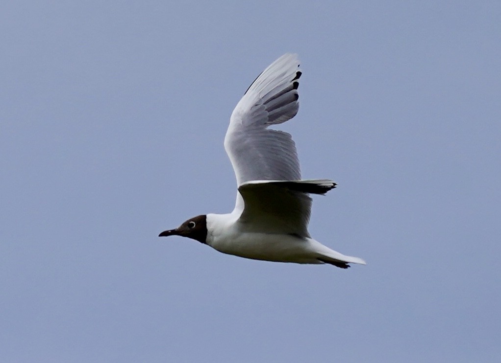 Brown-hooded Gull - Anonymous