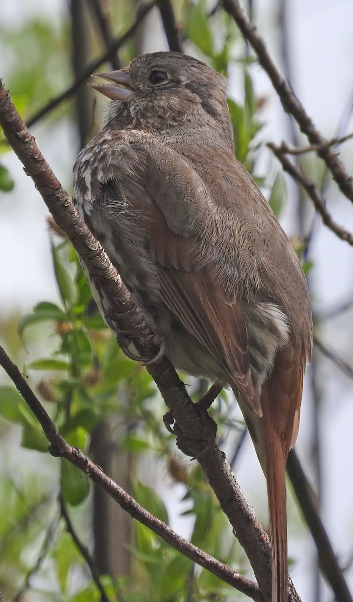 Fox Sparrow (Slate-colored) - Tresa Moulton