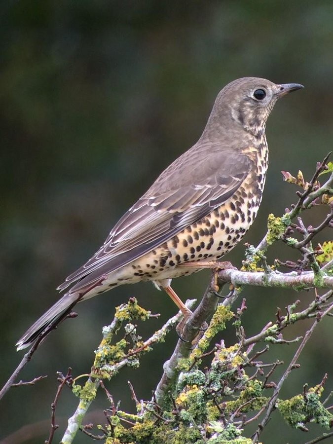 Mistle Thrush - Mike Youdale