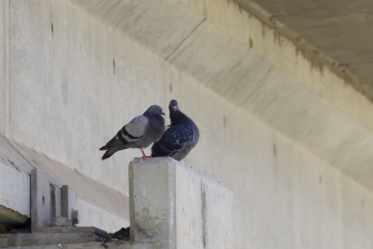 Rock Pigeon (Feral Pigeon) - Dennis Devers