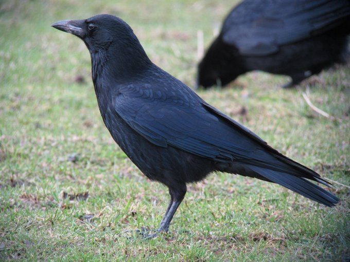 Carrion Crow - Mike Youdale