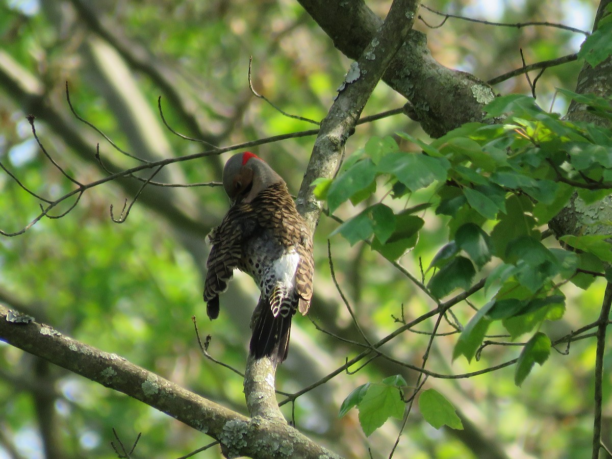Northern Flicker (Yellow-shafted) - Clayton  Koonce