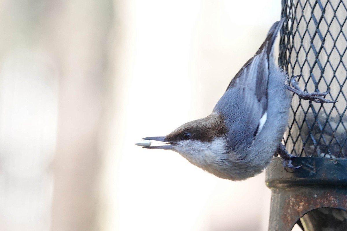 Brown-headed Nuthatch - ML294760851