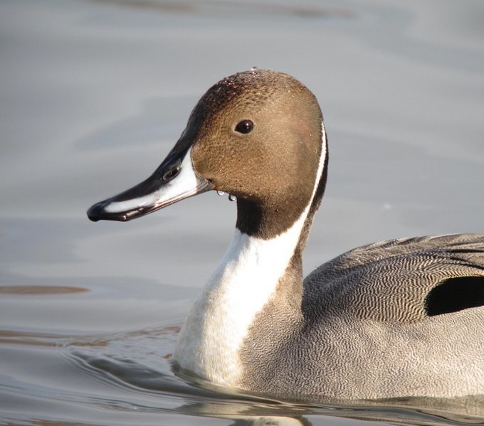 Northern Pintail - Mike Youdale