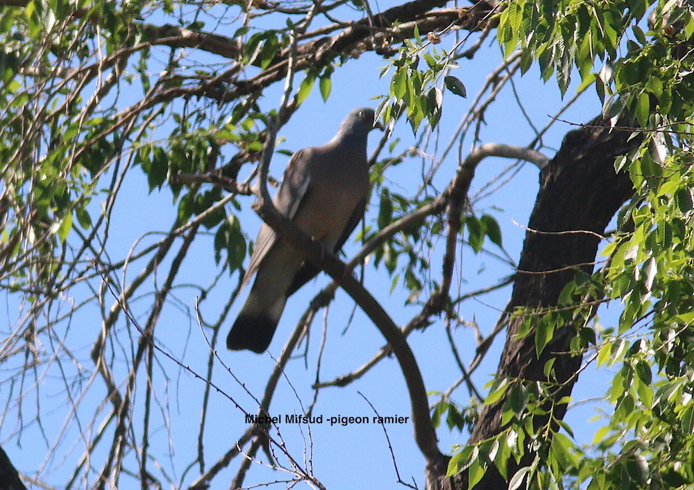 Common Wood-Pigeon - ML294766821