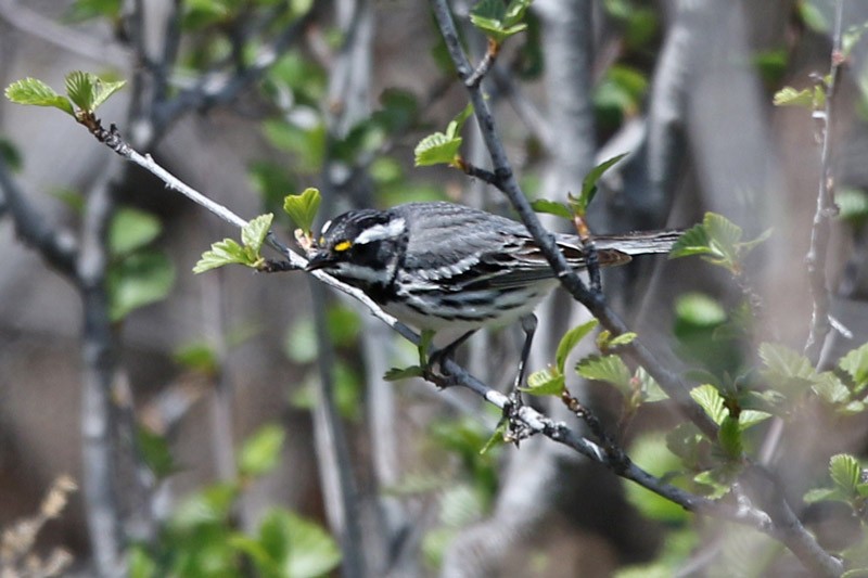 Black-throated Gray Warbler - ML29476911