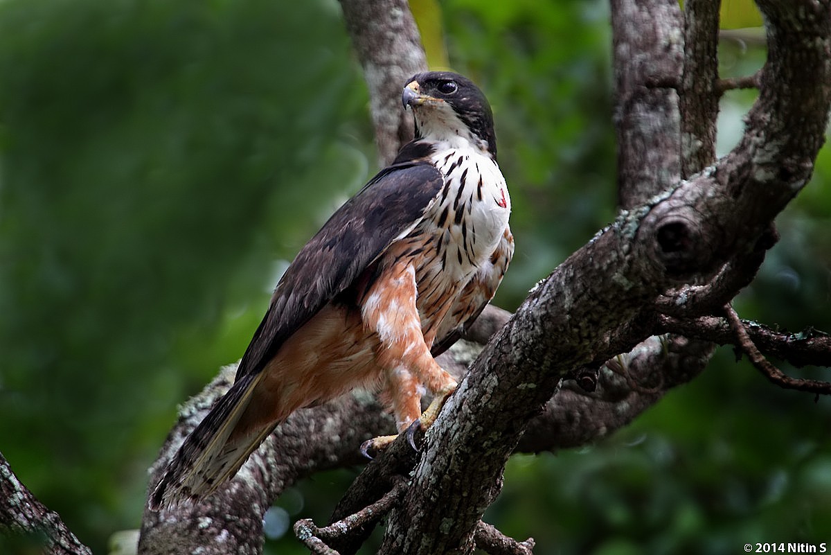 Rufous-bellied Eagle - Nitin Srinivasa Murthy