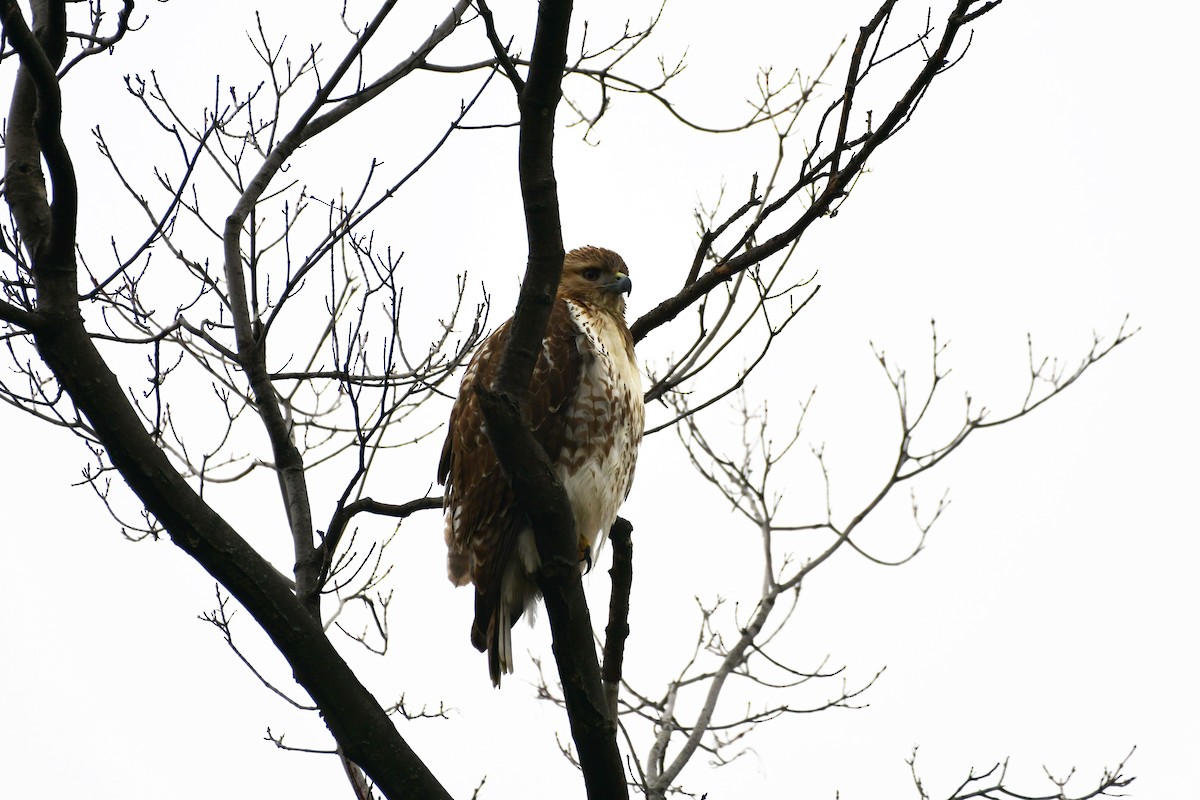 Red-tailed Hawk - ML294785111