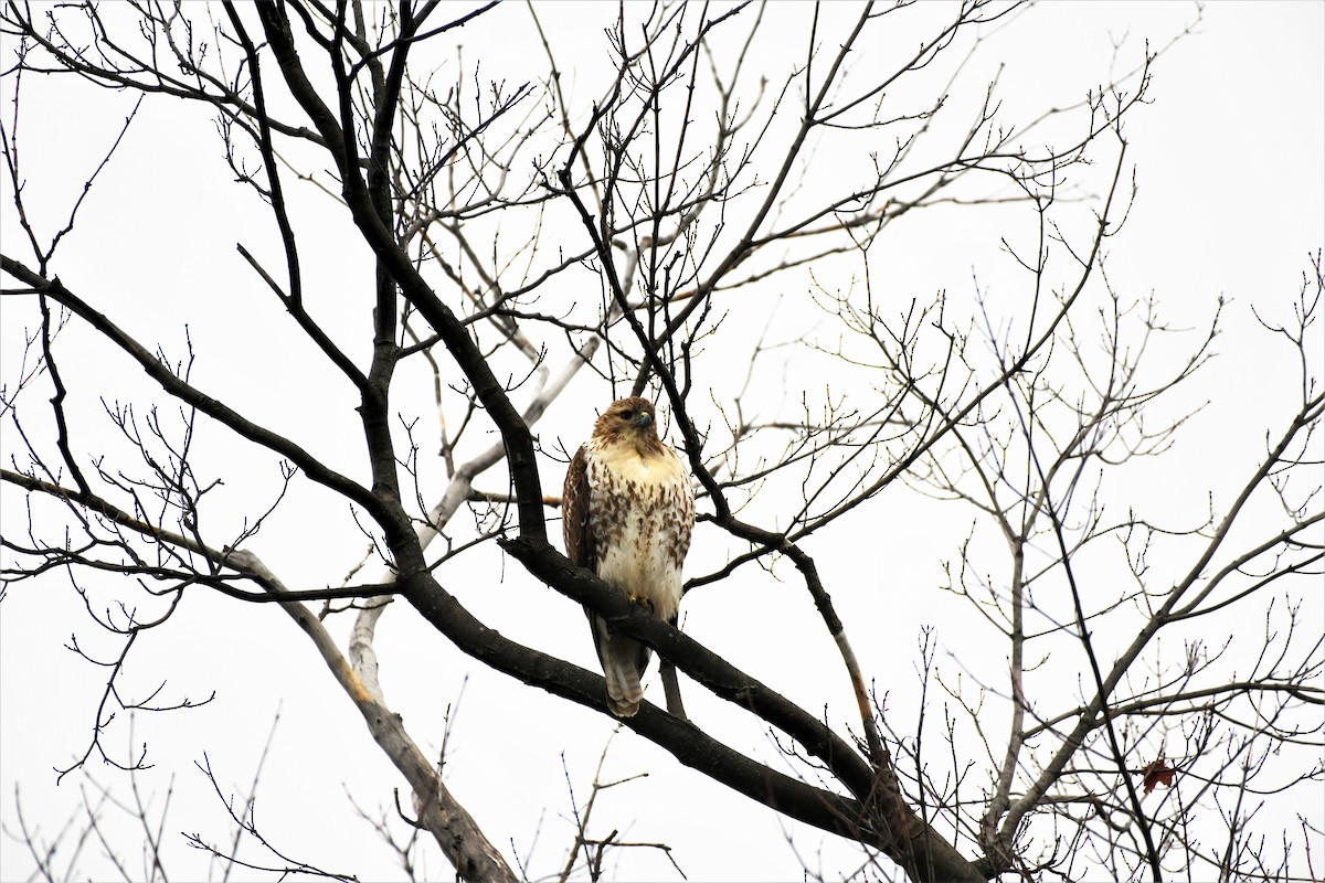 Red-tailed Hawk - ML294785141