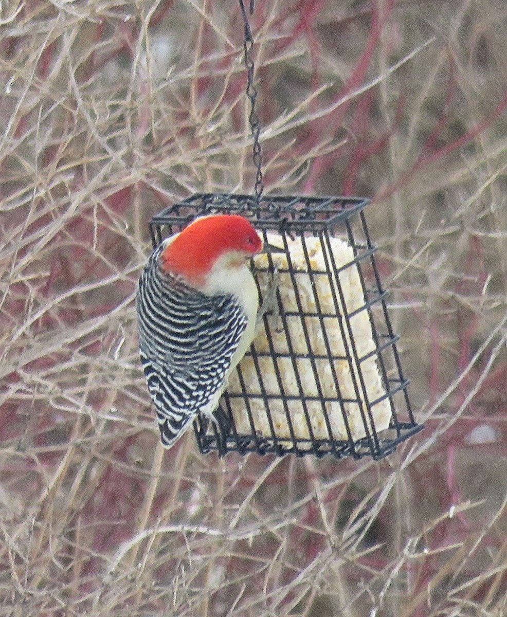 Red-bellied Woodpecker - ML294790241