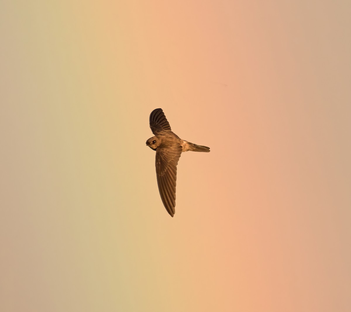 White-nest Swiftlet - Dave Bakewell