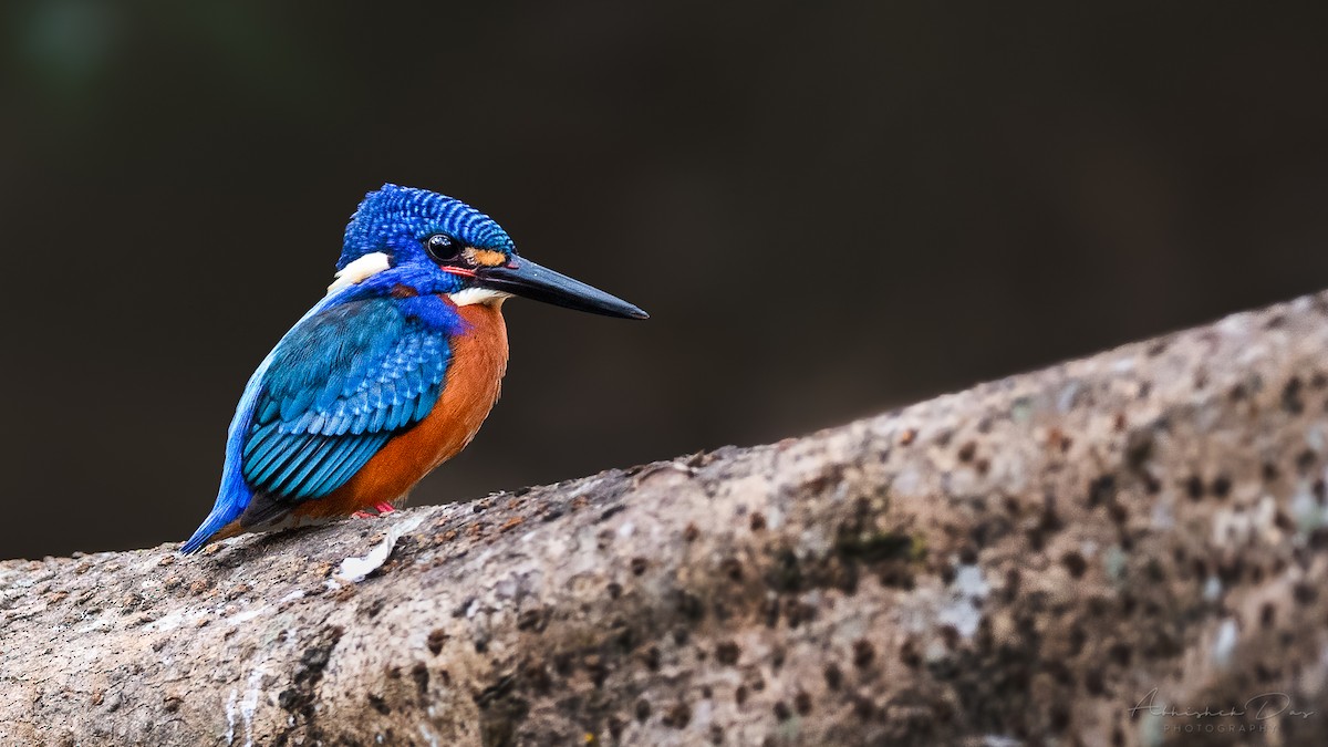Blue-eared Kingfisher - Abhishek Das