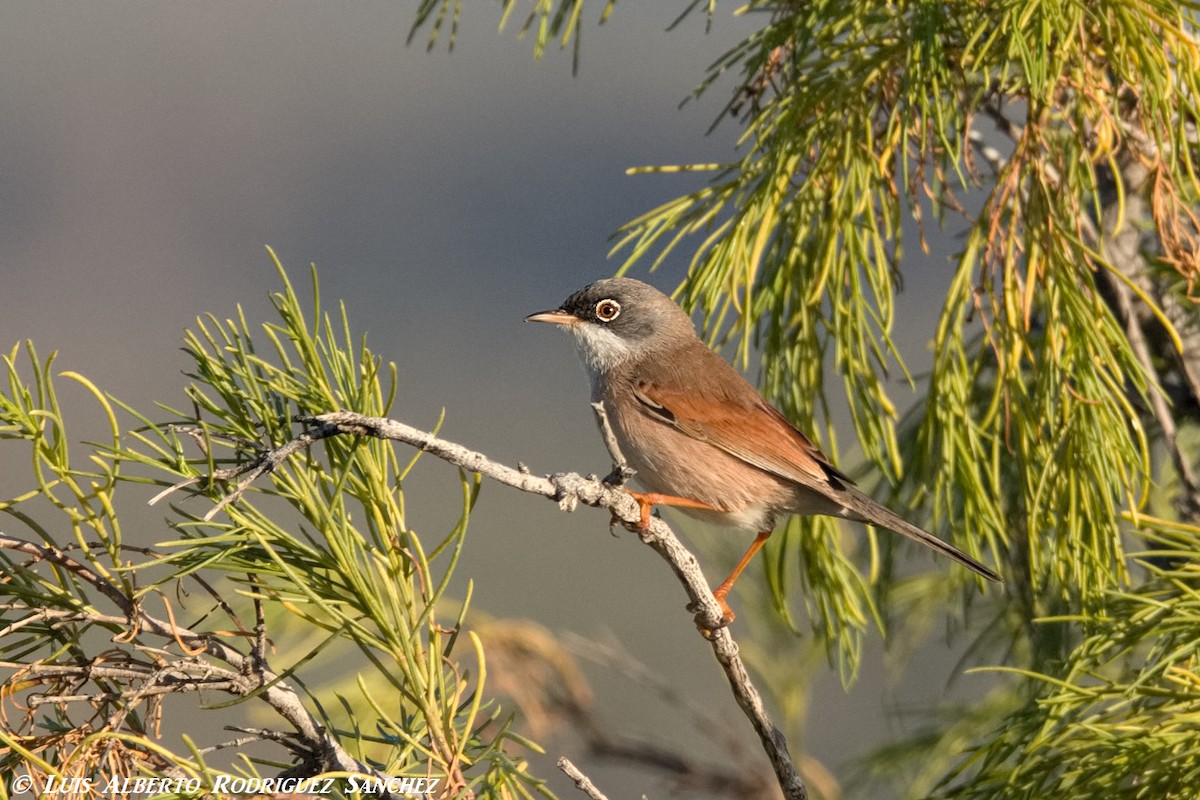 Spectacled Warbler - ML294797051