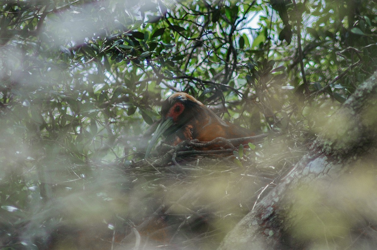 Madagascar Ibis - Peter Kennerley