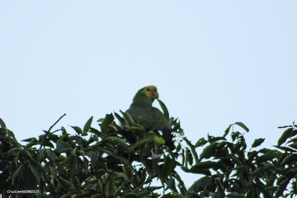 Yellow-headed Parrot - Erick Roy Cruz Lee