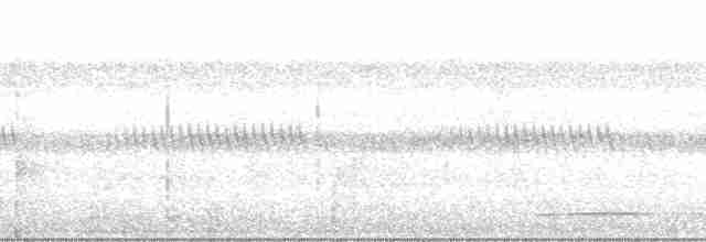 Graubrust-Ameisendrossel - ML29480