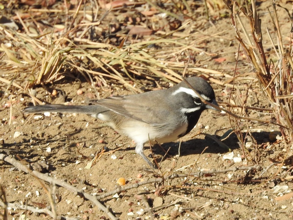 Black-throated Sparrow - Michael Dolfay