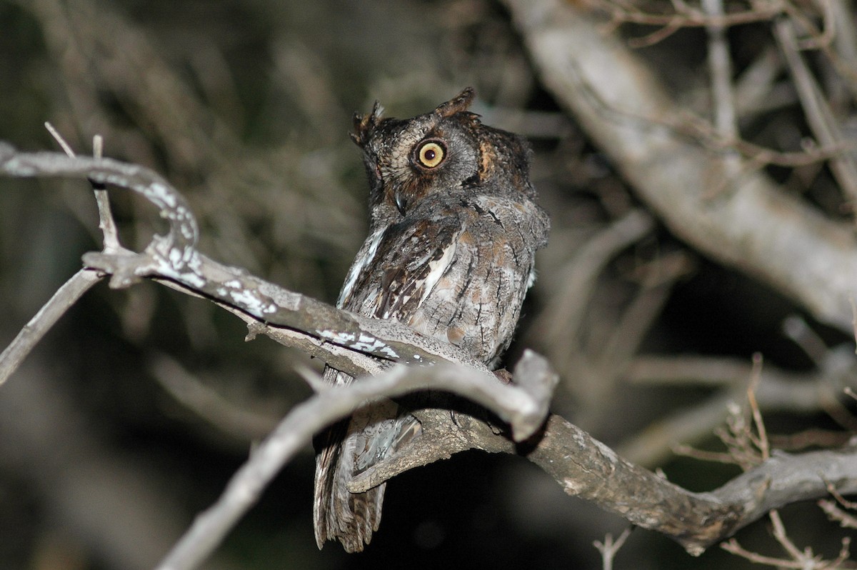 Madagascar Scops-Owl (Torotoroka) - Peter Kennerley