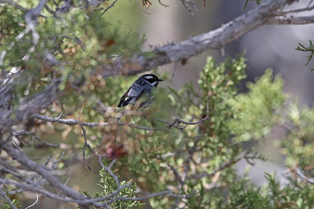 Black-throated Gray Warbler - ML29480521