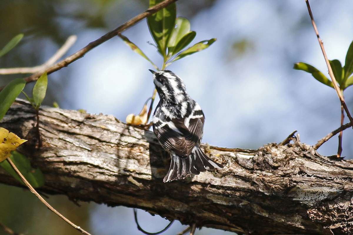Black-and-white Warbler - ML29481211