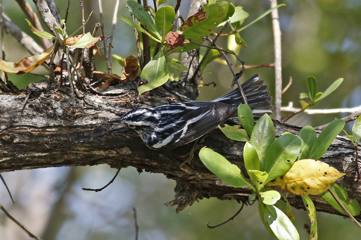 Black-and-white Warbler - ML29481221