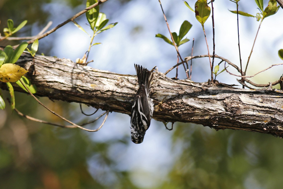 Black-and-white Warbler - ML29481231
