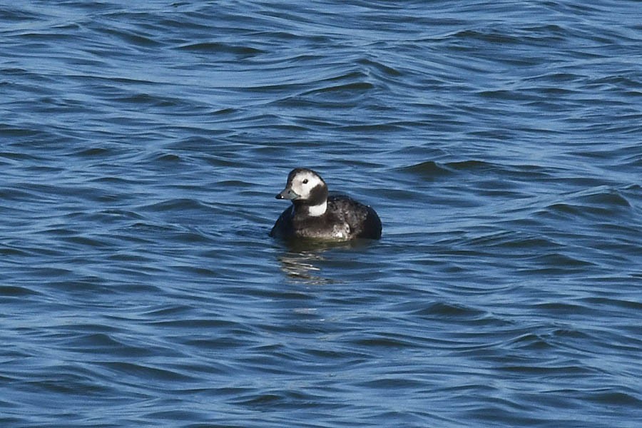 Long-tailed Duck - ML294813081