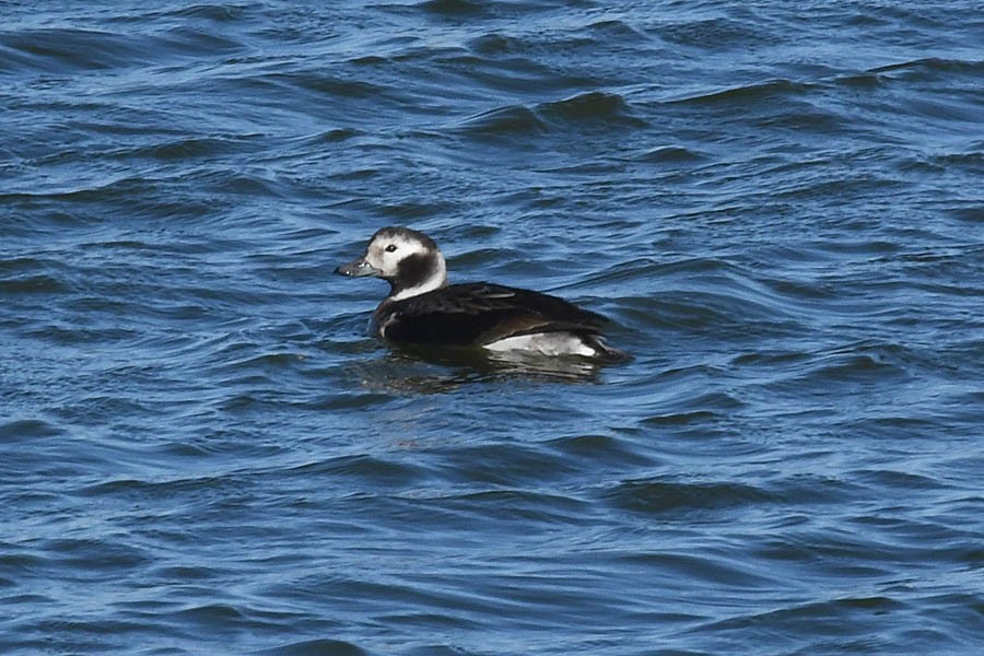 Long-tailed Duck - ML294813091
