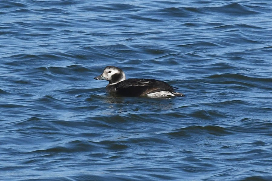 Long-tailed Duck - ML294813111