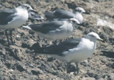 Black-tailed Gull - Martin Reid