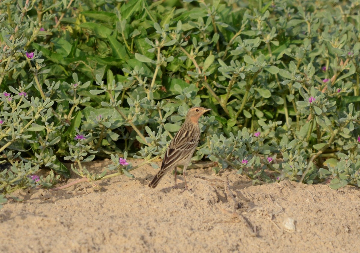 Red-throated Pipit - ML294827181