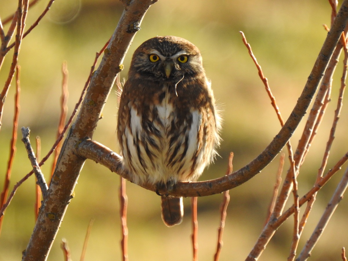 Austral Pygmy-Owl - Manuel Alejandro Fuentealba Barrientos
