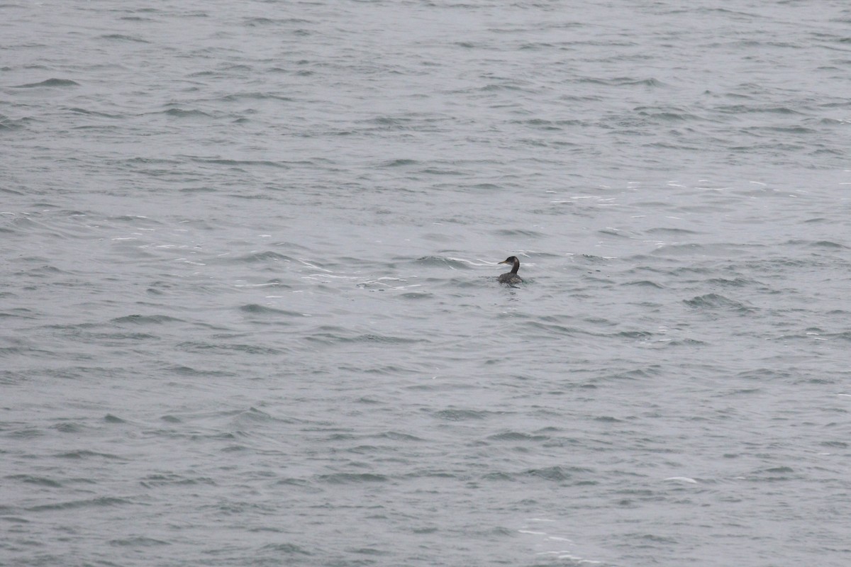 Red-necked Grebe - ML294839121