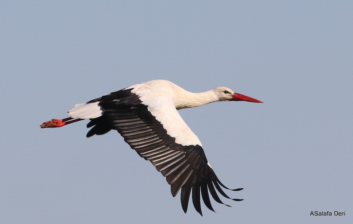 White Stork - Fanis Theofanopoulos (ASalafa Deri)