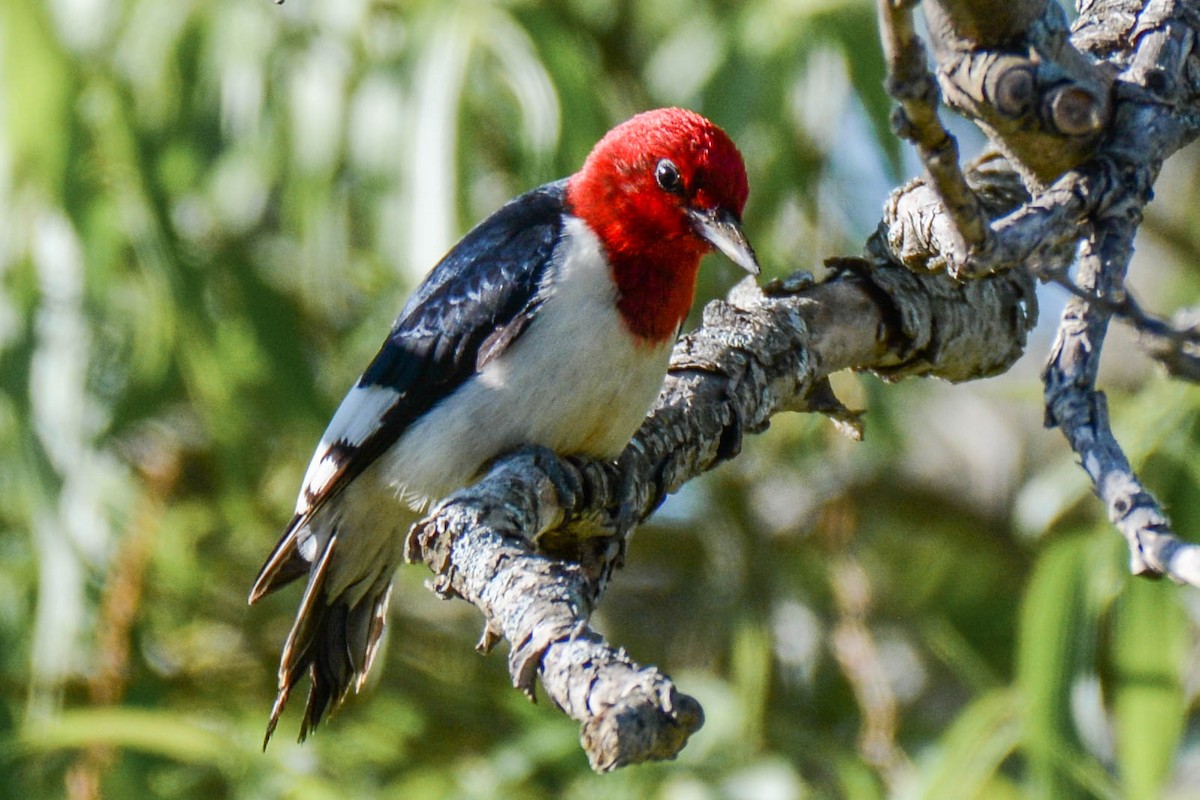 Red-headed Woodpecker - ML294840121