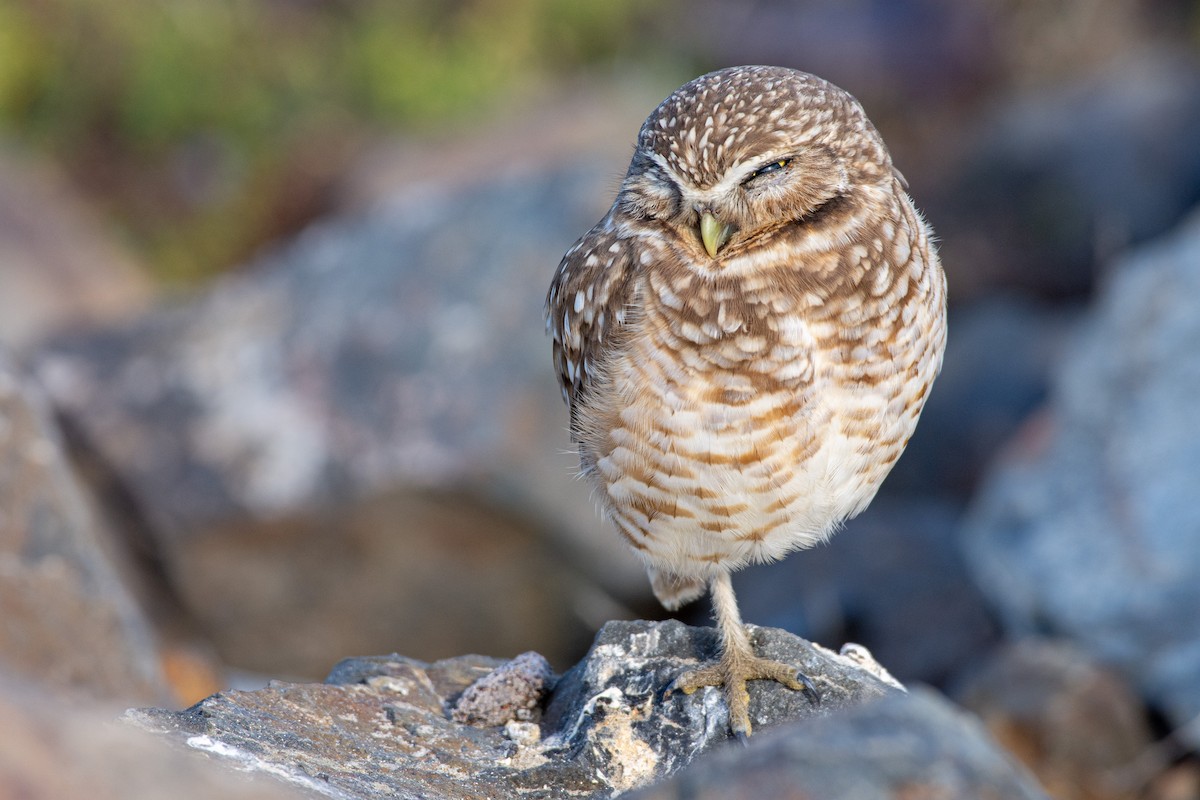 Burrowing Owl - Drew Beamer