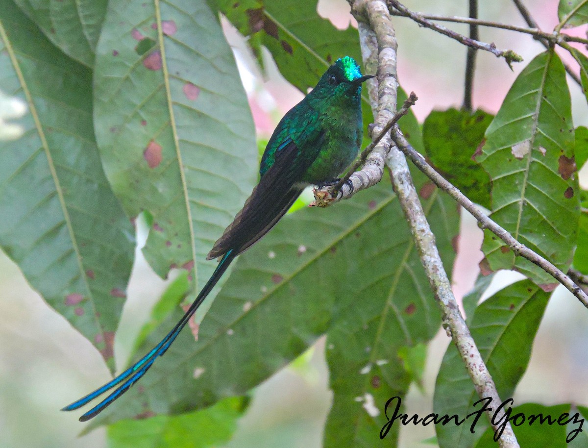 Long-tailed Sylph - ML294852431